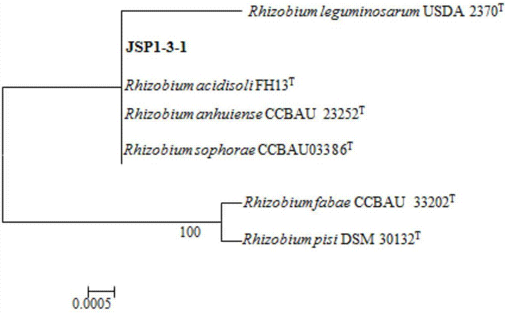 一种箭筈豌豆根瘤菌株系JSP1-3-1及其应用的制作方法