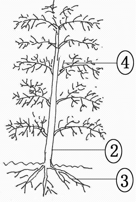 3米之内,使树冠冠体修剪整形成圆柱形树冠枝条(4)的形状,枸杞树树干是