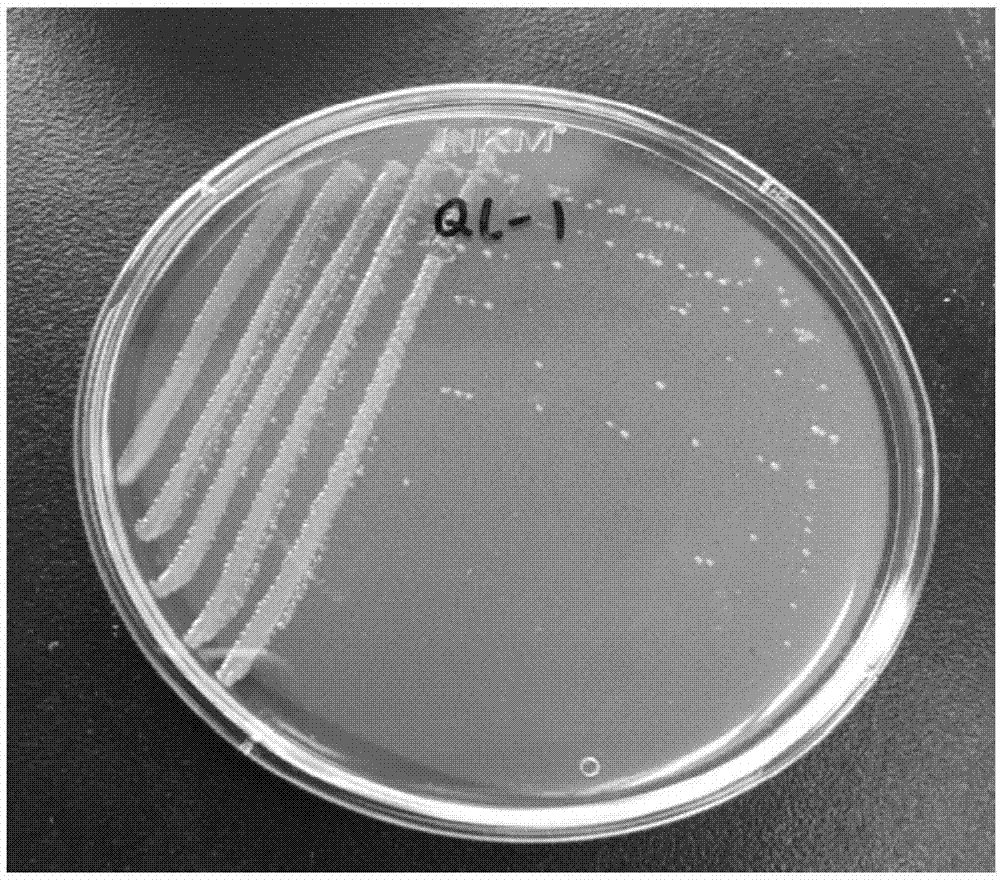 一种不动杆菌及其在降解群体感应信号分子dsf中的应用的制作方法