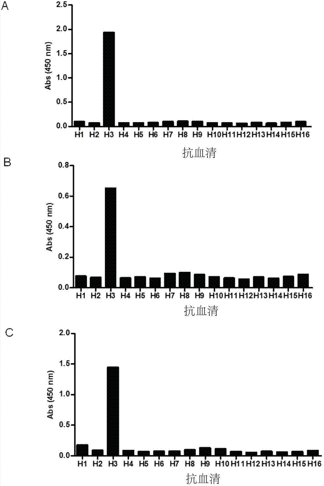 H3亚型流感病毒血凝素特异性保守表位、其抗体及其应用的制作方法
