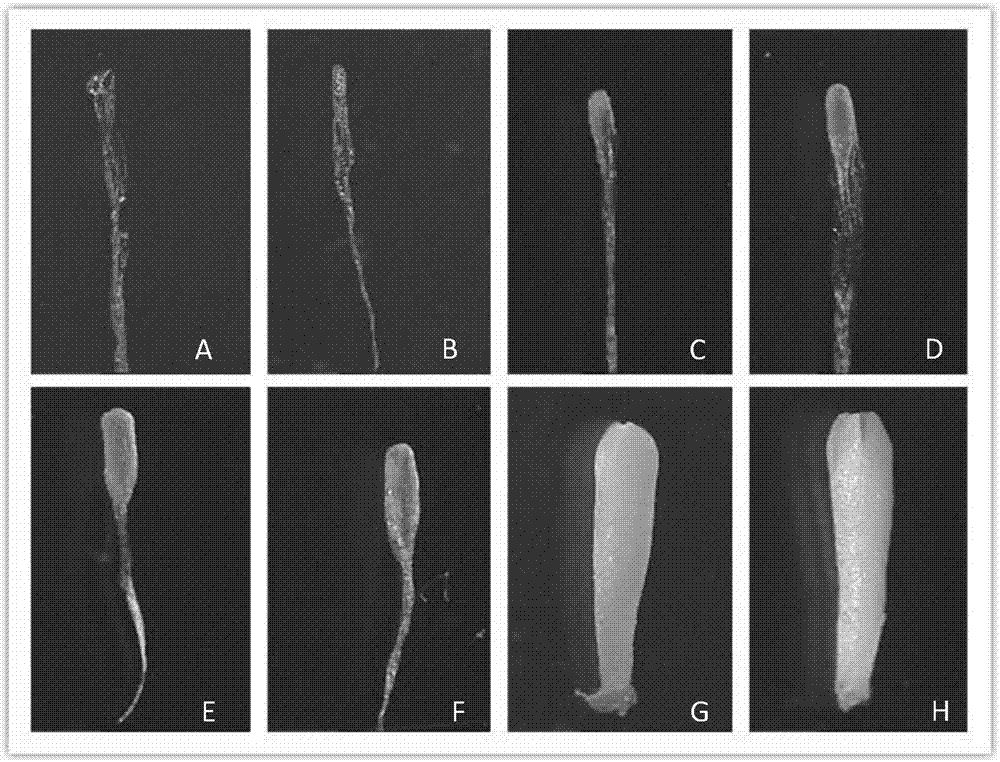 抗松材线虫病黑松体胚再生植株高效繁殖技术的制作方法