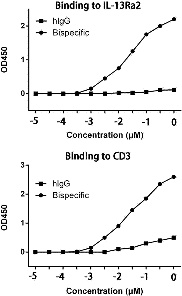 一种抗IL‑13Rα2和CD3双特异抗体及其应用的制作方法