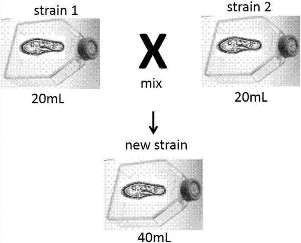 一种快速扩繁草履虫的方法与流程