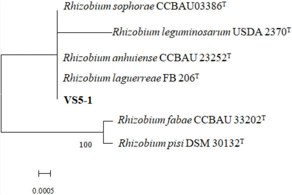 一种箭筈豌豆根瘤菌株系VS5‑1及其应用的制作方法