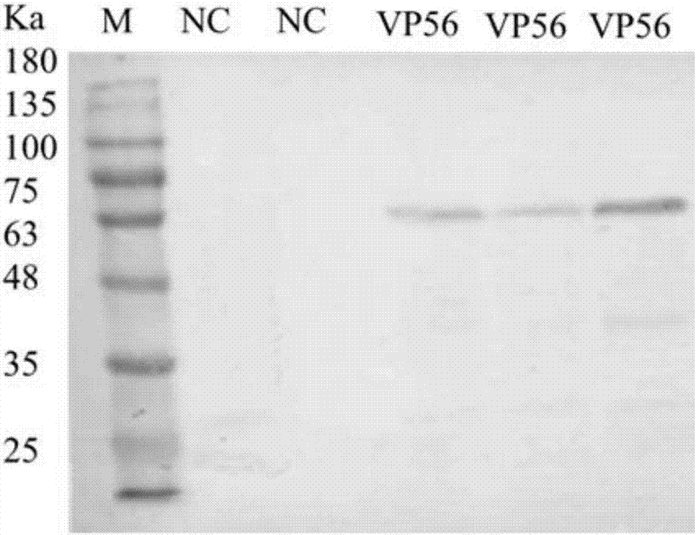 表达草鱼呼肠孤病毒刺突蛋白VP56的重组杆状病毒及应用的制作方法