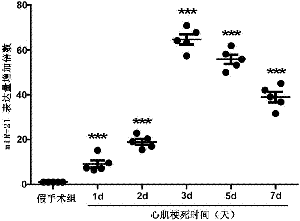 一种miRNA‑21小分子及其用途的制作方法