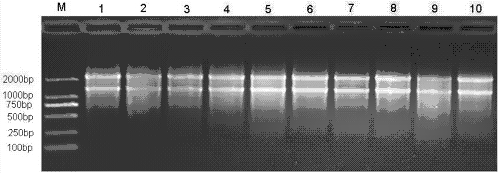 一种准确鉴定洋葱S/N细胞质基因型的双显性标记及其应用的制作方法