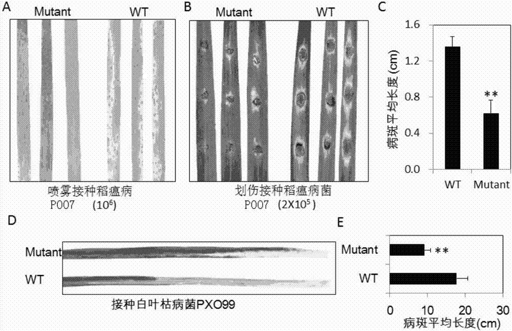 与植物抗病性相关的水稻OsGRDP1蛋白及其编码基因与应用的制作方法
