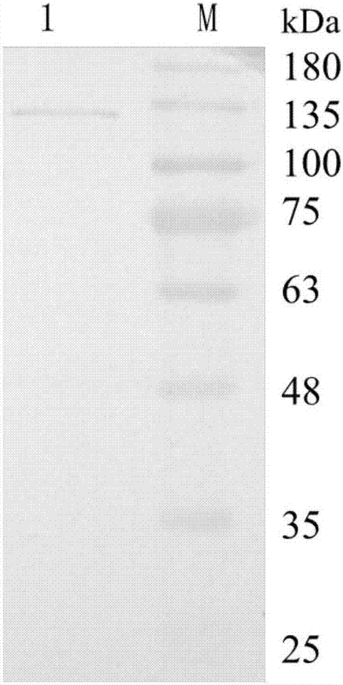 一株Ⅱ型鲤疱疹病毒ORF92蛋白的单克隆抗体及其应用的制作方法