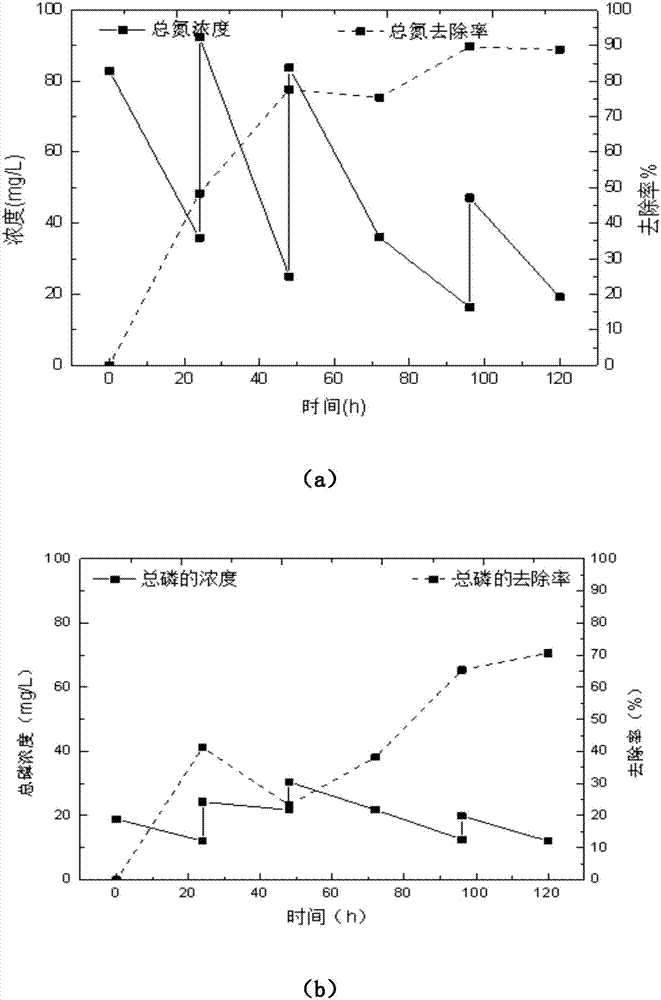 一种利用微藻培养净化豆腐废水的优化方法与流程