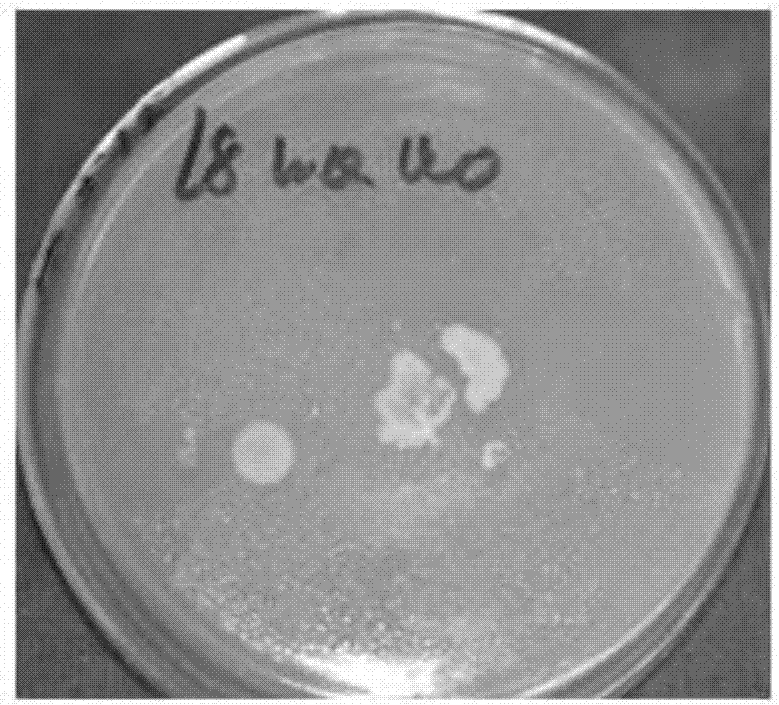 一种与立枯丝核菌致病相关的效应子r1ybu0及其编码基因的制作方法