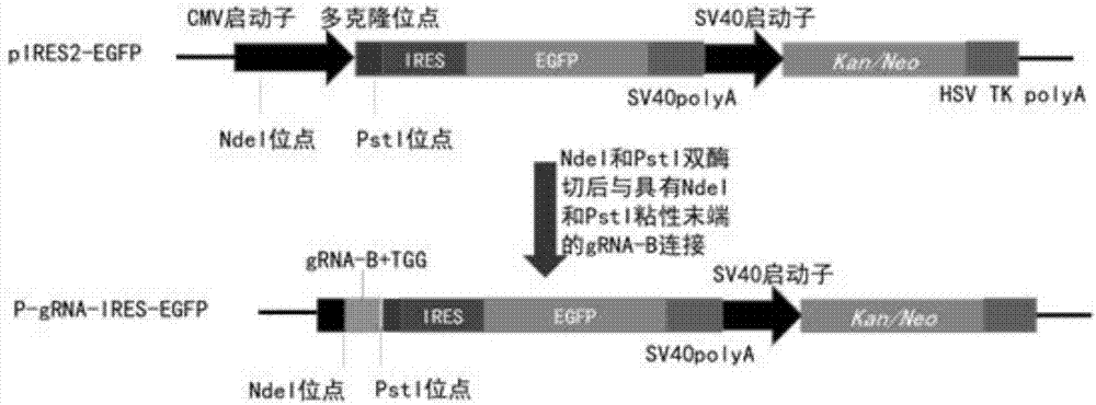 一种快速建立基因敲除细胞株的重组载体及其方法与流程