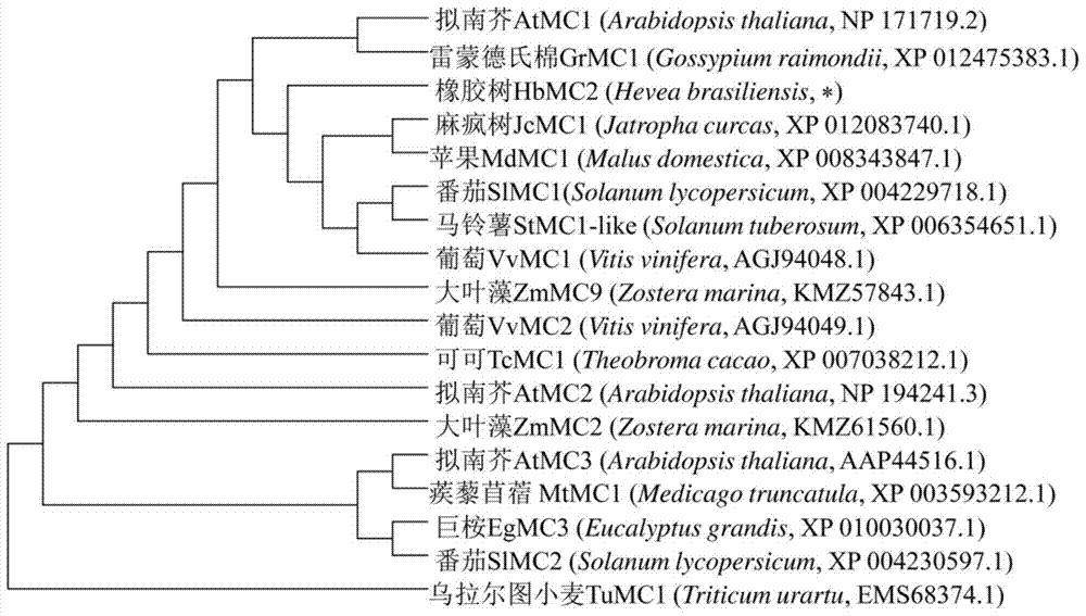 橡胶树死皮相关蛋白HbMC2及其编码基因与应用的制作方法
