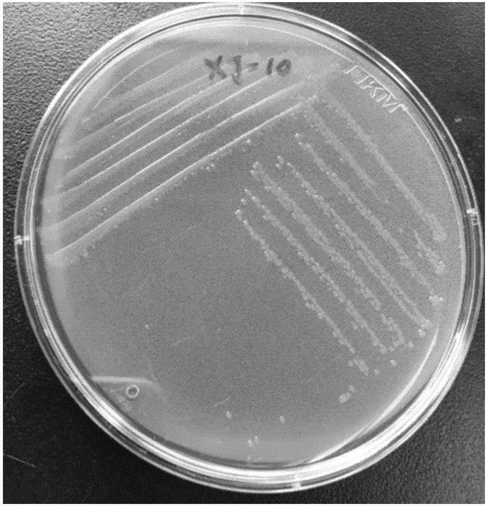 一株酰基高丝氨酸内酯降解菌及其在病害防治中的应用的制作方法