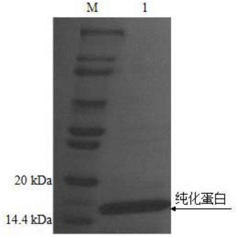 缢蛏I型溶菌酶-2基因、编码蛋白及重组缢蛏I型溶菌酶-2基因工程菌的构建方法与流程