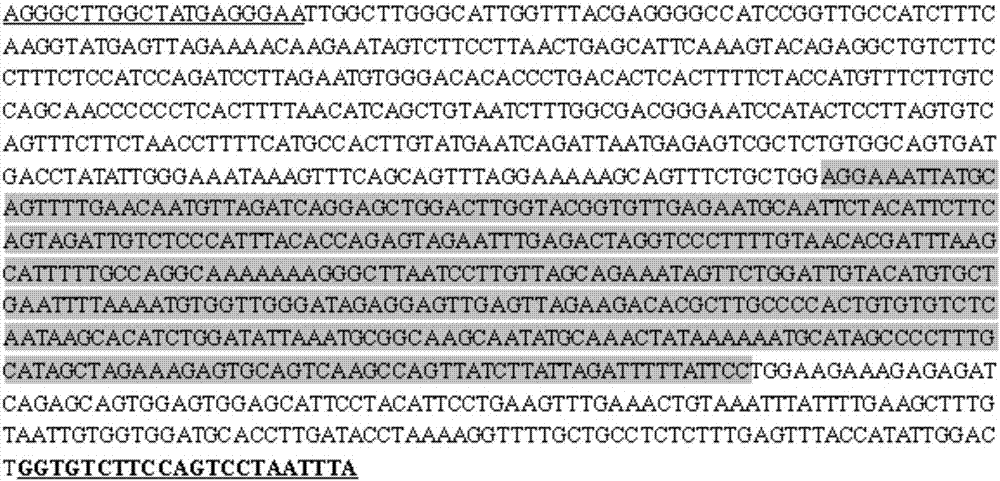 快速鉴定中华鳖遗传性别的PCR扩增引物、方法及试剂盒与流程