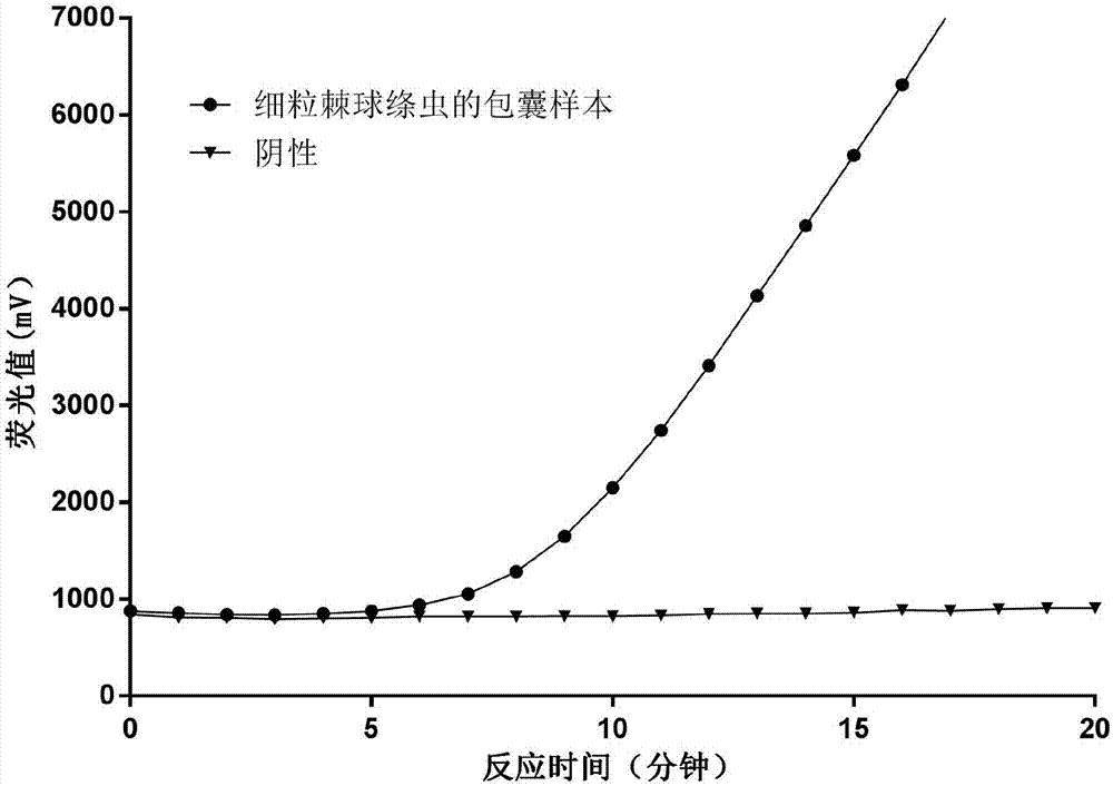 一种检测细粒棘球绦虫dna的引物探针组合物和试剂盒的制作方法