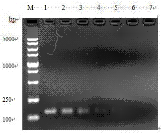 牛双芽巴贝斯虫的Real-time PCR特异性引物和探针及检测试剂盒与检测方法与流程