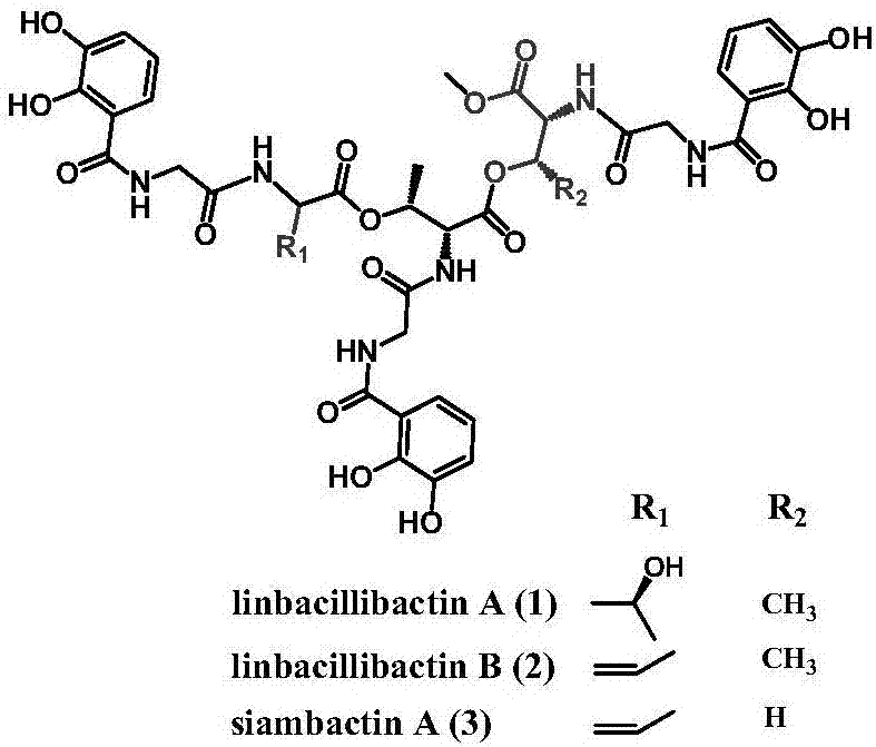 一种多功能暹罗芽孢杆菌及其生物活性物质的制备和应用的制作方法