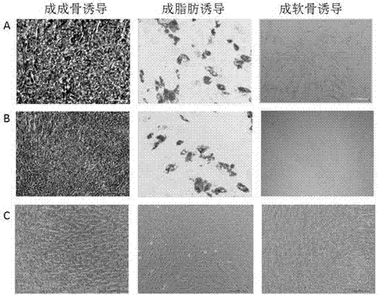 一种诱导分化的细胞制备间充质干细胞的方法及调控靶点的组合与流程