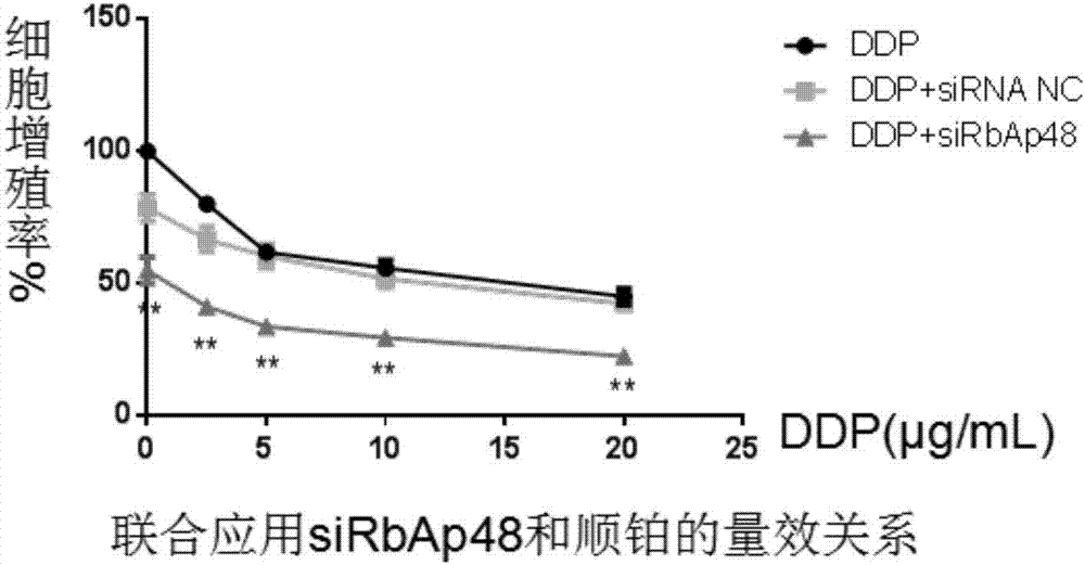 一种抑制RbAp48基因的siRNA及其制备抗肿瘤化疗药物增敏剂中的应用的制作方法