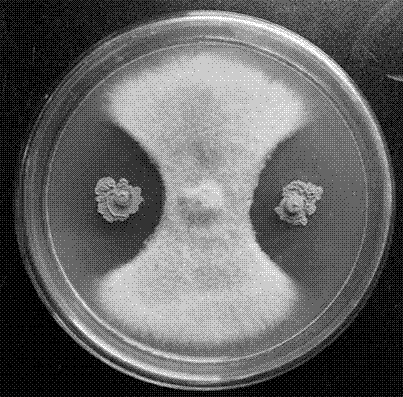 一种防治马铃薯枯萎病的微生物菌肥及其制备方法和用途与流程