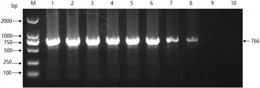 一种鸽痘病毒PCR诊断试剂盒及其检测方法与流程