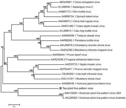 茶树网斑病毒的全基因序列及其检测方法与流程