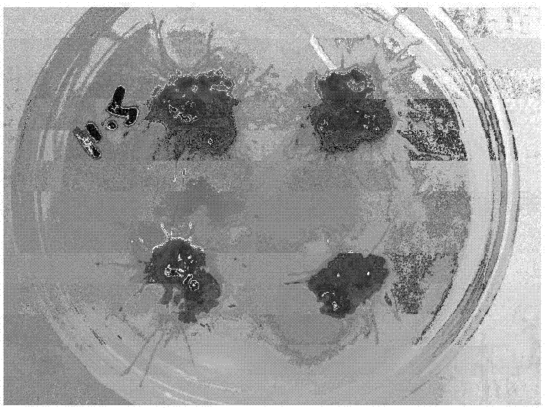 利用虎杖叶片培养制备含有白藜芦醇根系的方法与流程