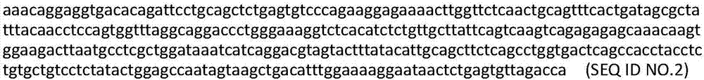 识别SAGE1抗原短肽的T细胞受体的制作方法