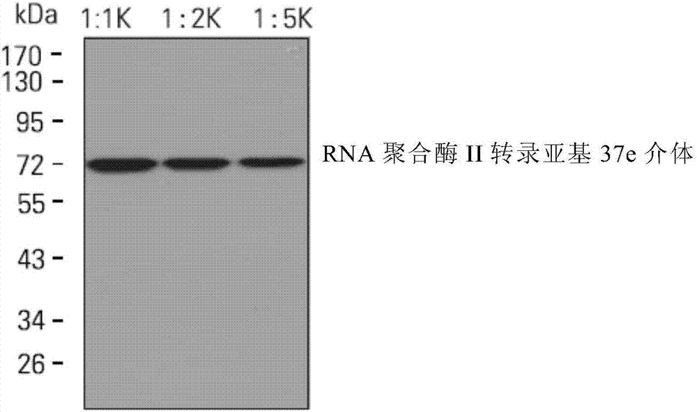 一种RNA聚合酶II转录亚基37e介体的单克隆抗体及其应用的制作方法