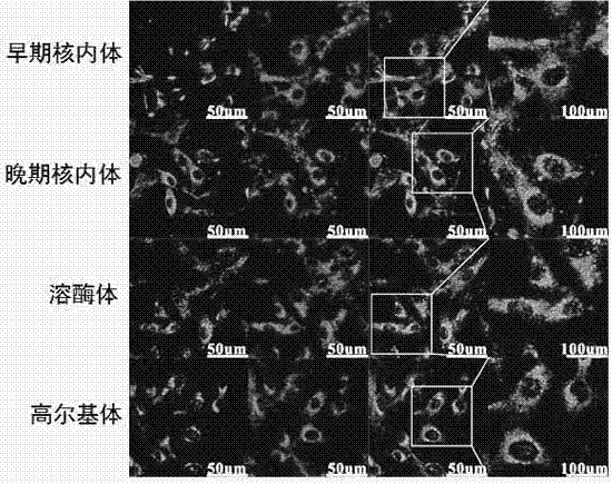 用于亚细胞尺度细胞共定位的DNA纳米成像探针的制备方法及其产品和应用与流程