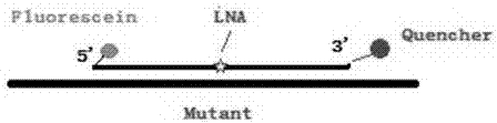 一种用于点突变检测的回形LNA探针及其应用的制作方法