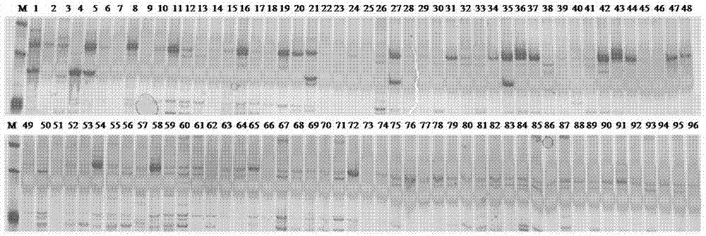 一种稻瘟病抗性基因Pigm功能特异性分子标记及其应用的制作方法