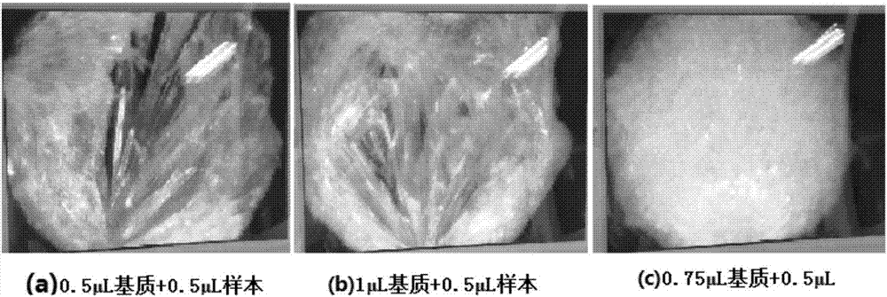 校正质谱检测核酸样品的准确率的方法及产品与流程