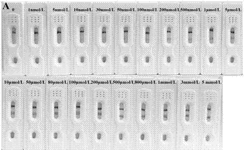 核酸适配体识别和功能化磁性微球分离预处理的卡那霉素快速检测试纸及其制备和应用的制作方法