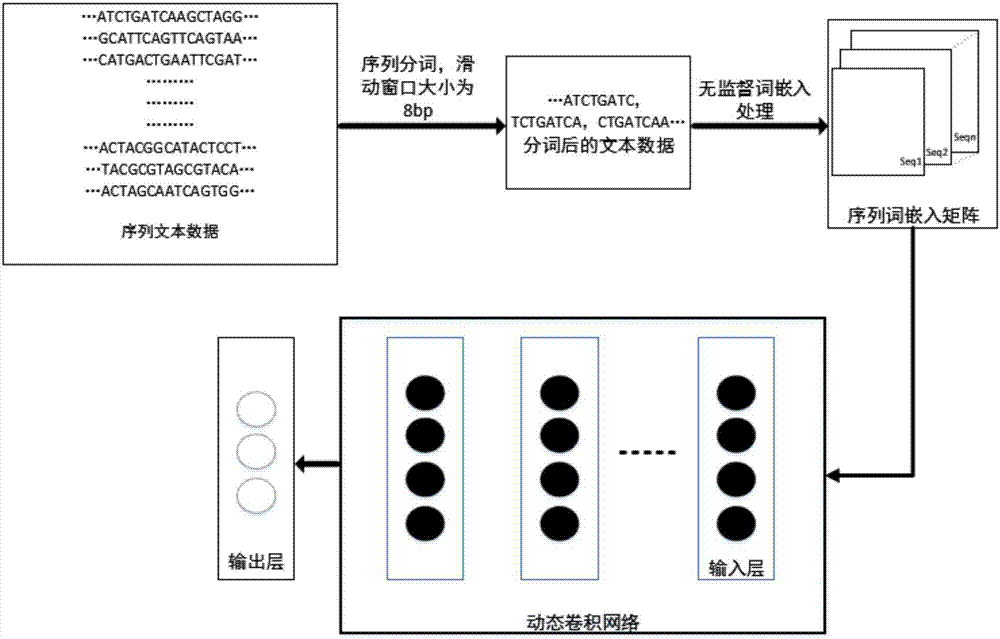 一种基于动态卷积网络的微生物基因序列分类模型的方法与流程