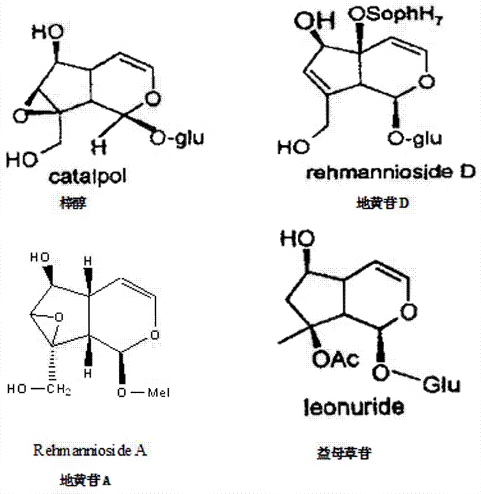 一种地黄环烯醚萜苷类提取物的制备方法与流程