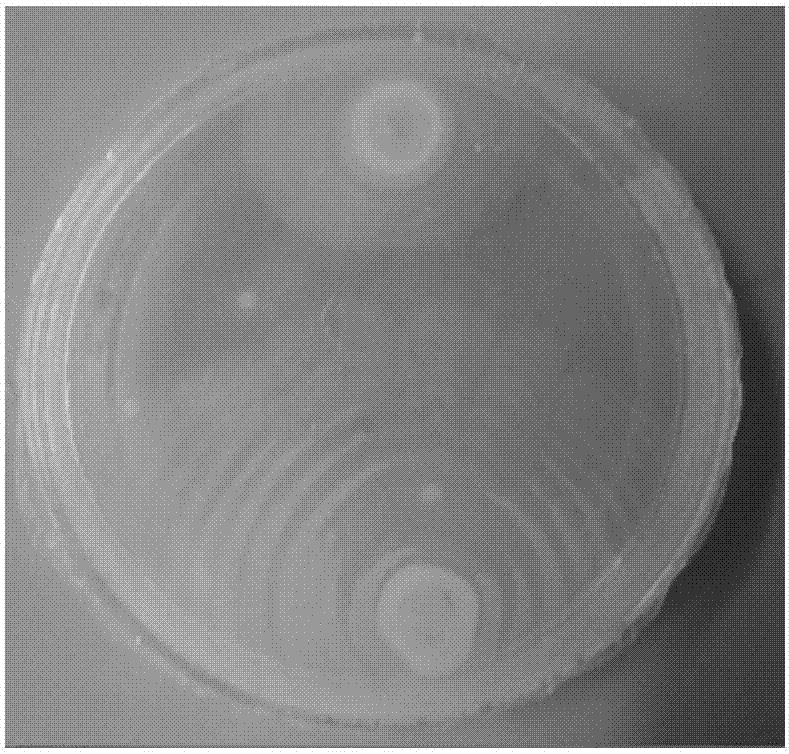 一种普通变形杆菌迁徙状生长示教平皿的制作方法与