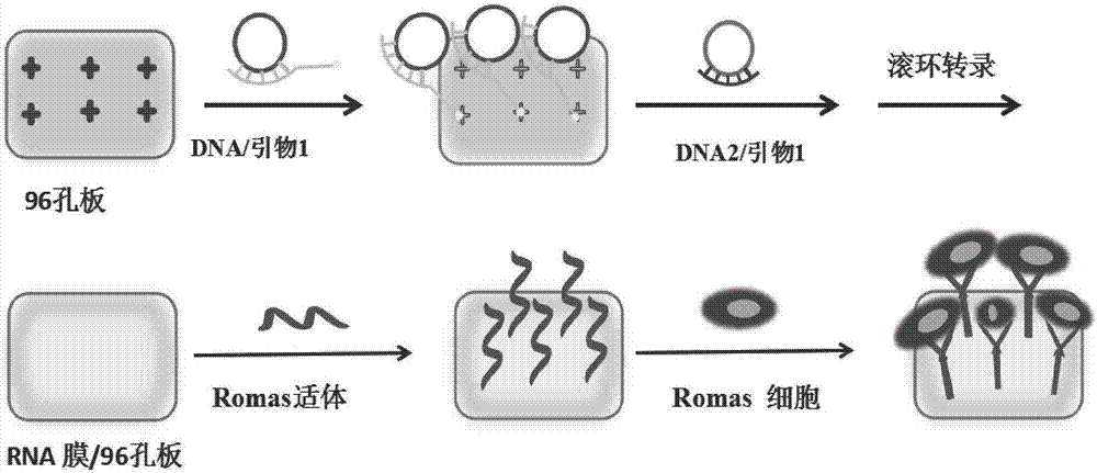 一种适体和鲁米诺-金纳米粒子功能化的RNA膜及其制备方法和应用与流程