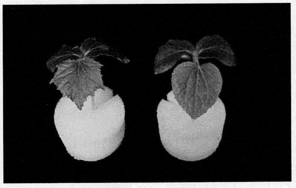 一种调控黄瓜圆叶性状相关蛋白及其编码基因与应用的制作方法