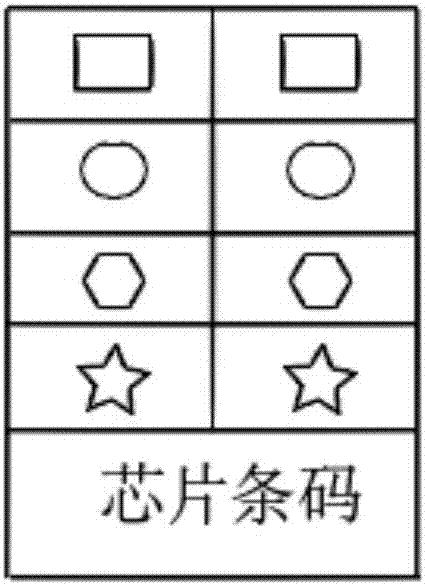 一种人的ATP合酶突变蛋白及其应用的制作方法