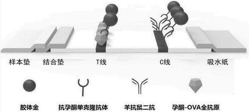 一种用于发情母犬孕酮检测的试纸及其制备方法与流程