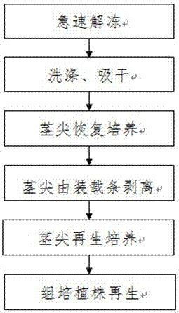 一种野生稻茎尖的超低温保存及恢复培养方法与流程