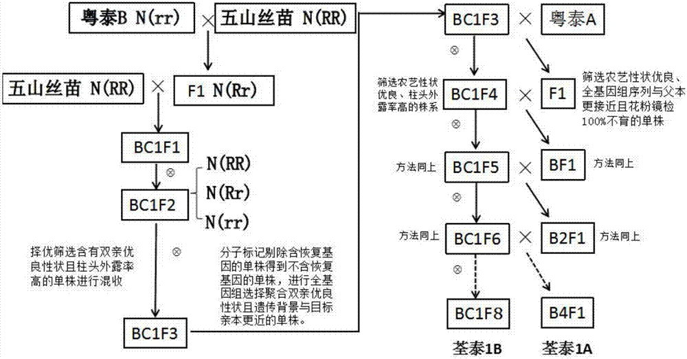 一种利用水稻基因组学技术快速精准选育三系水稻不育系的方法与流程