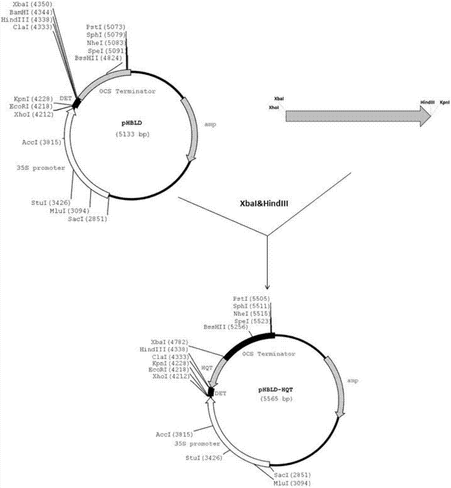 栽培茄SmHQT基因核心片段及其RNAi表达载体和应用的制作方法