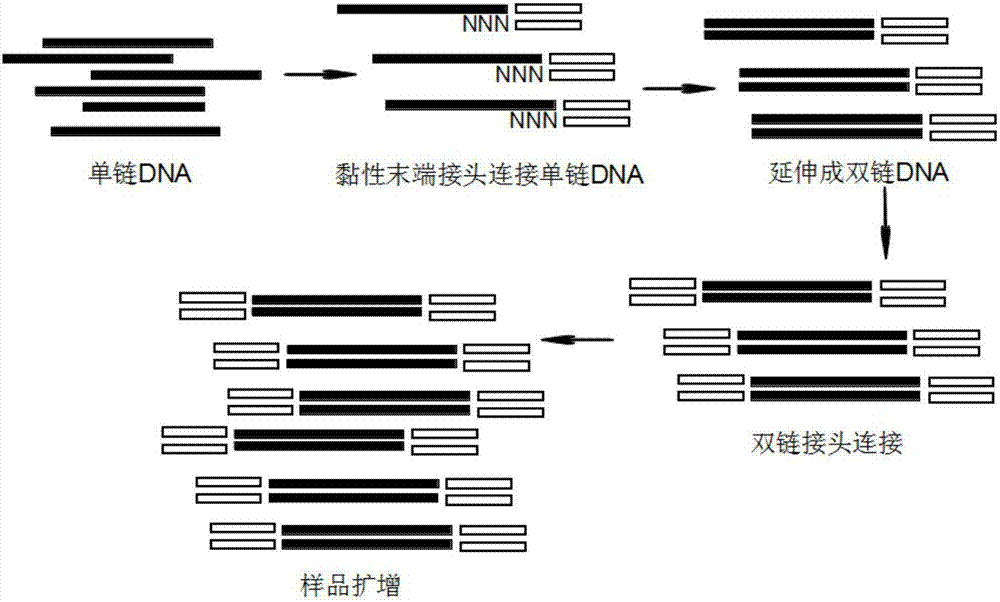 一种新型DNA建库方法及其应用与流程