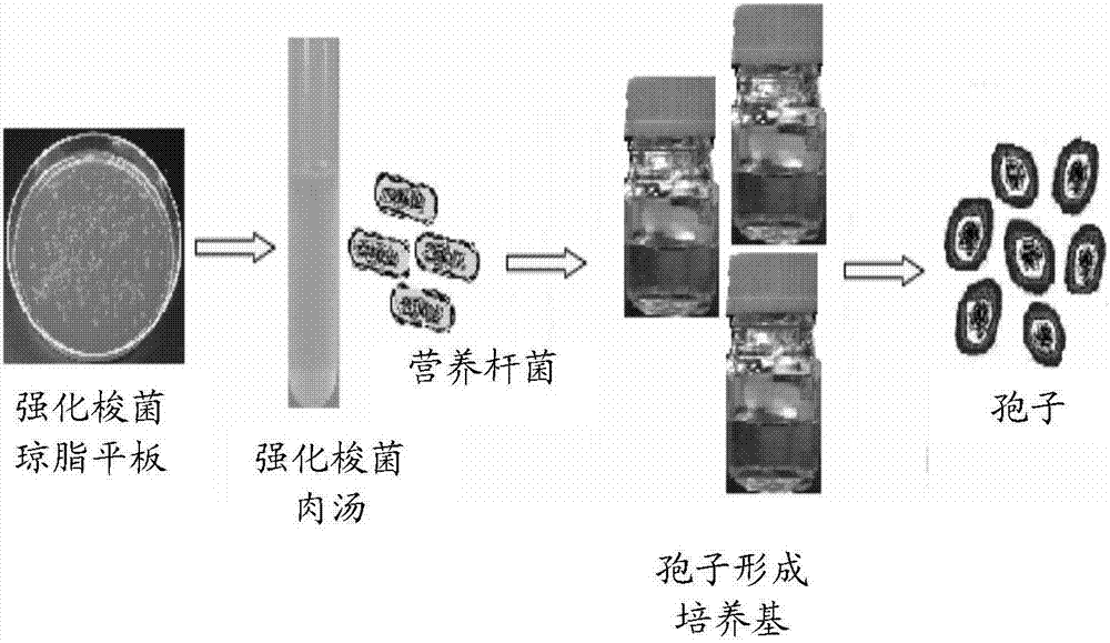 包含戈氏梭菌的衍生细菌菌株的组合物及其使用方法与流程