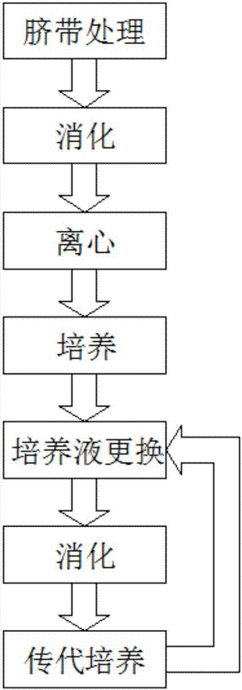 一种体外扩增和规模化培养间充质干细胞的方法与流程