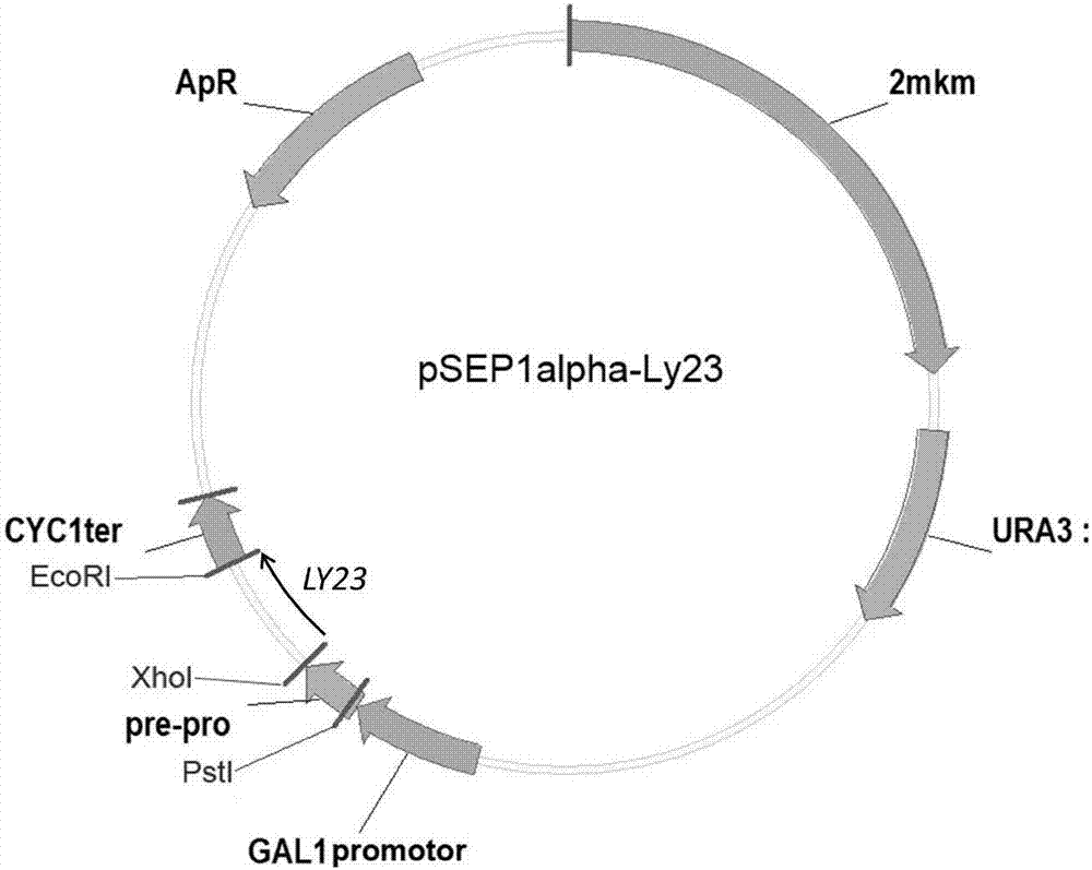 一种铜绿假单胞菌噬菌体裂解酶,其编码基因,重组表达载体及其制备方法